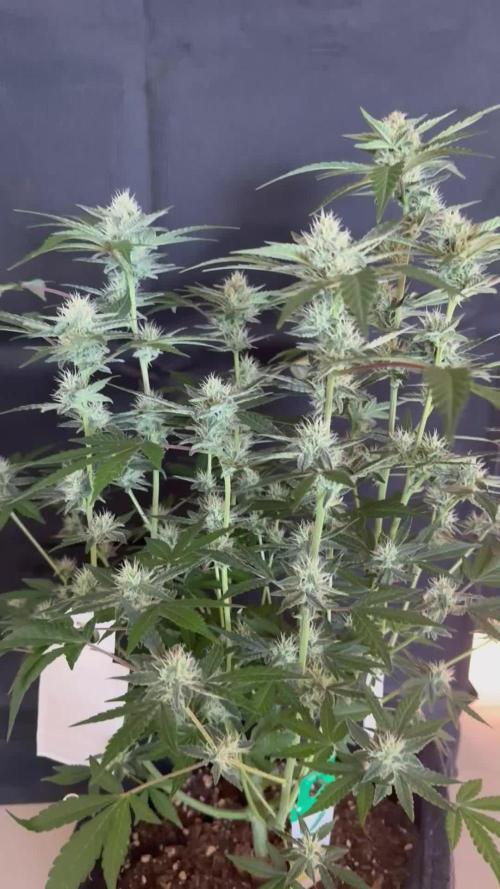 ❄️‼️F4