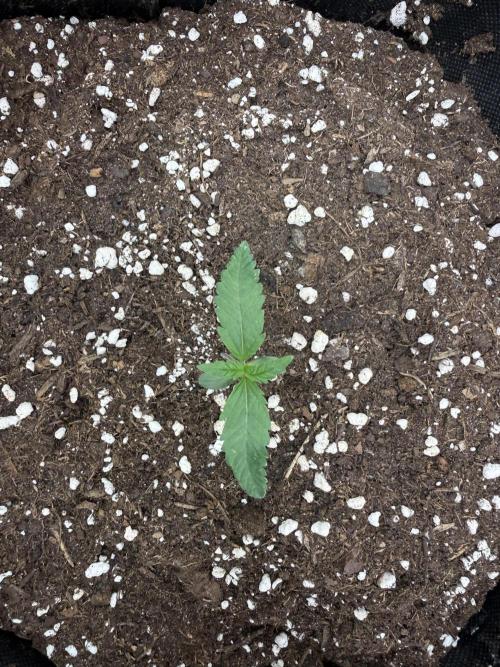 Mendo Frost Auto. Week 1