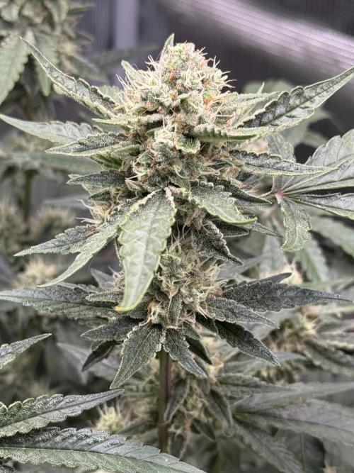 ❄️‼️F4. Week 8