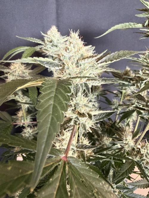 ❄️‼️F4. Week 8