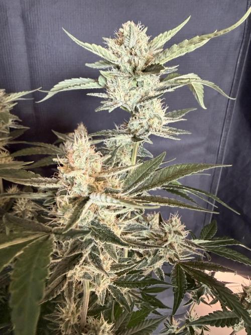 ❄️‼️F4. Week 8