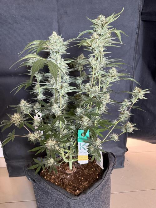 ❄️‼️F4. Week 8