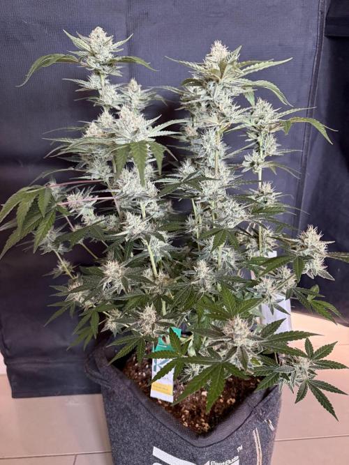 ❄️‼️F4. Week 8
