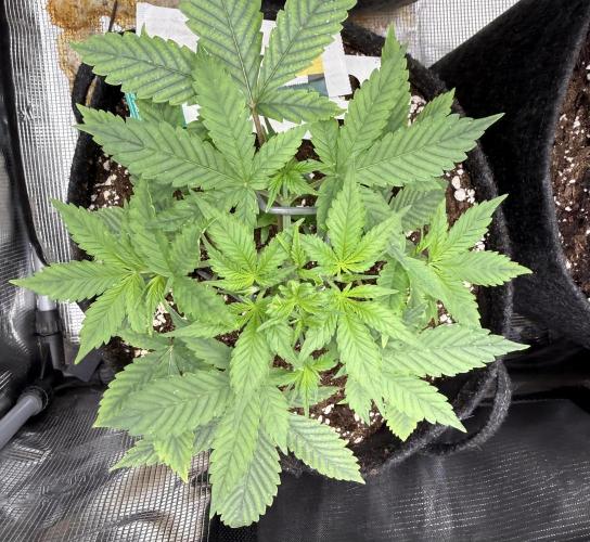 🍓🦍. Week 3