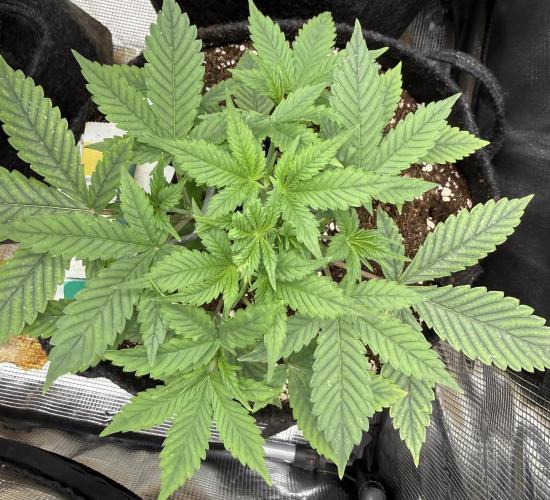 🍓🦍. Week 3