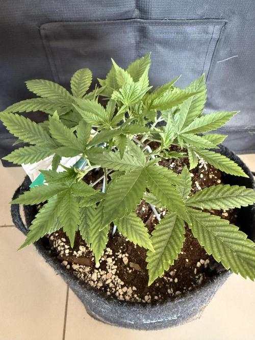 🍓🦍. Week 3