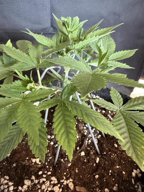 🍓🦍. Week 3