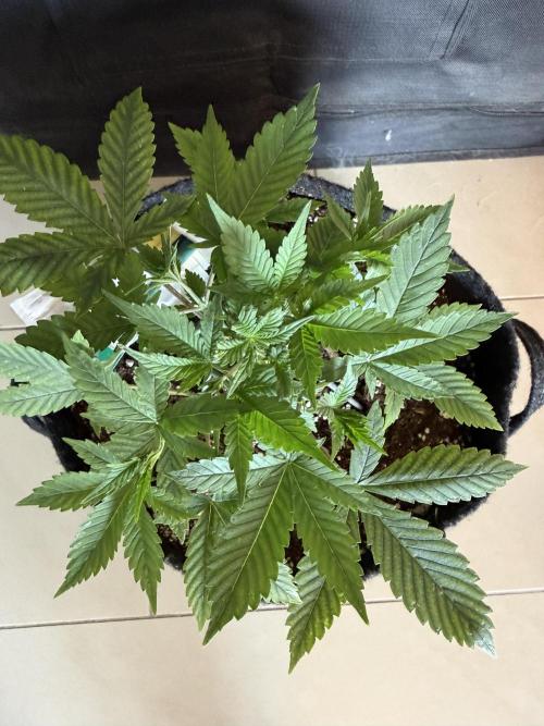 Strawberry Gorilla Auto. Week 3