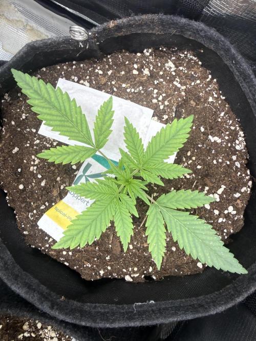 Mendo Frost Auto. Week 2