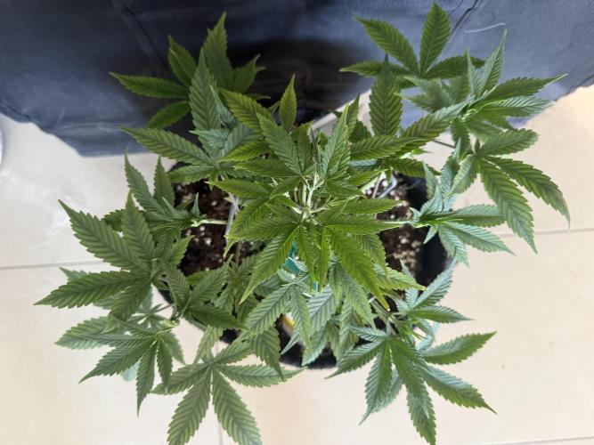 🍓🦍. Week 4