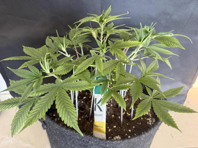 🍓🦍. Week 4
