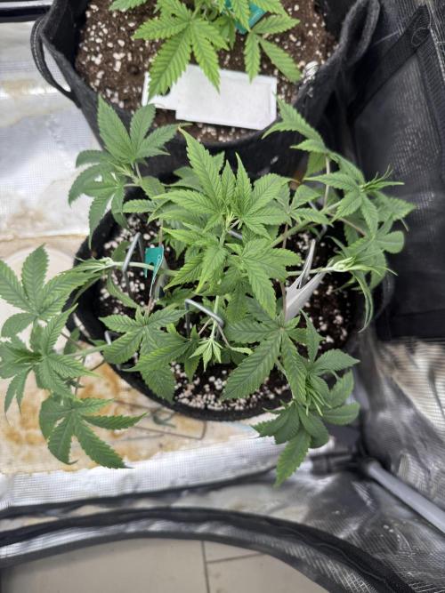 🍓🦍. Week 4