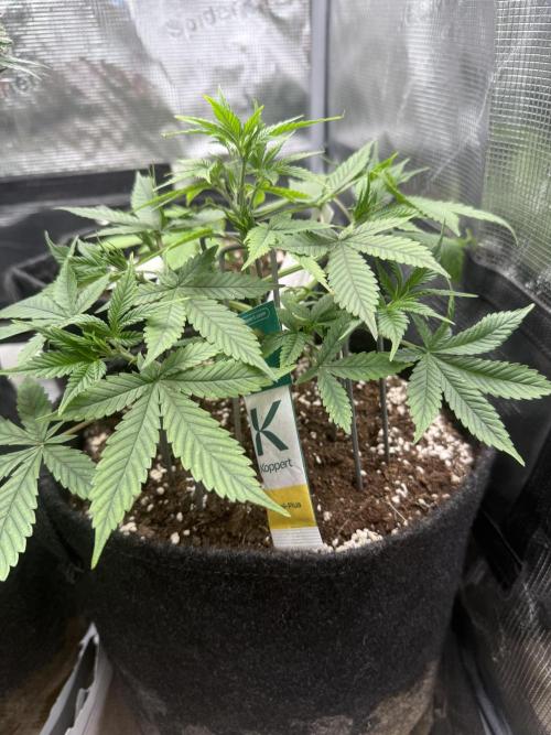 🍓🦍. Week 4