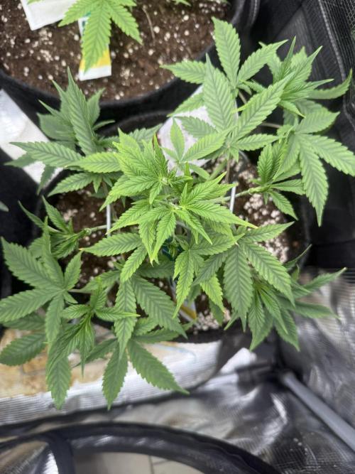 🍓🦍. Week 4
