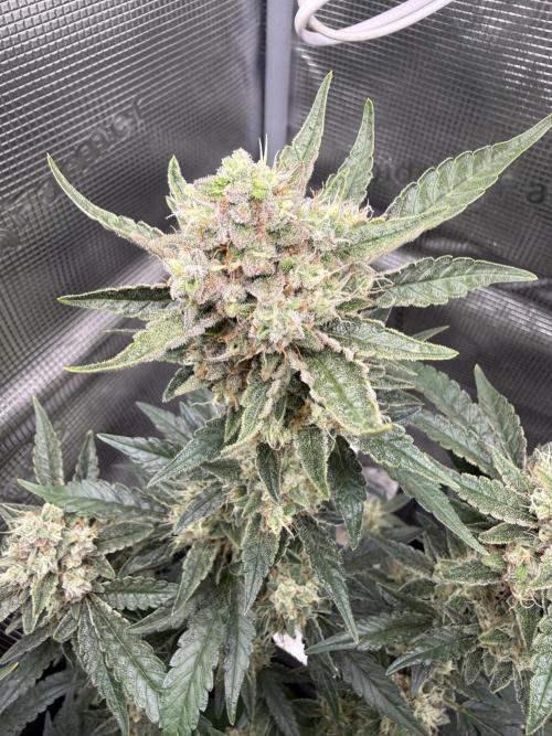 ❄️‼️F4. Week 9