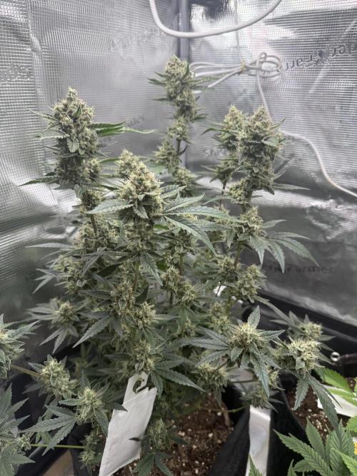 ❄️‼️F4. Week 9