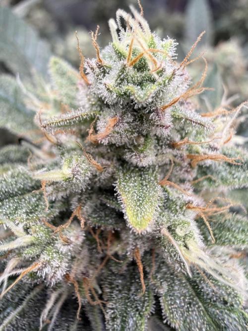❄️‼️F4. Week 9