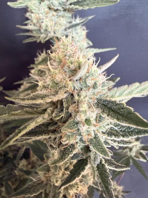 ❄️‼️F4. Week 9