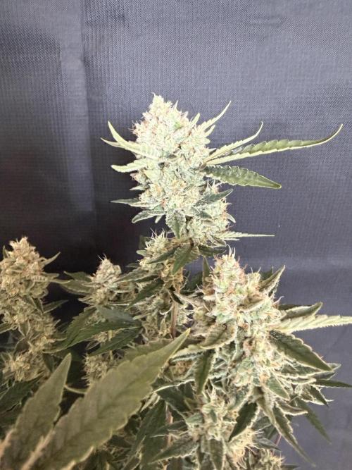 ❄️‼️F4. Week 9