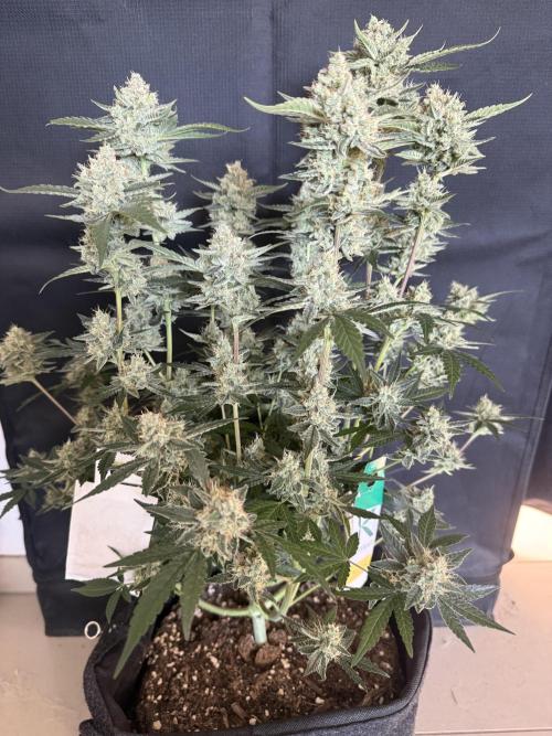 ❄️‼️F4. Week 9