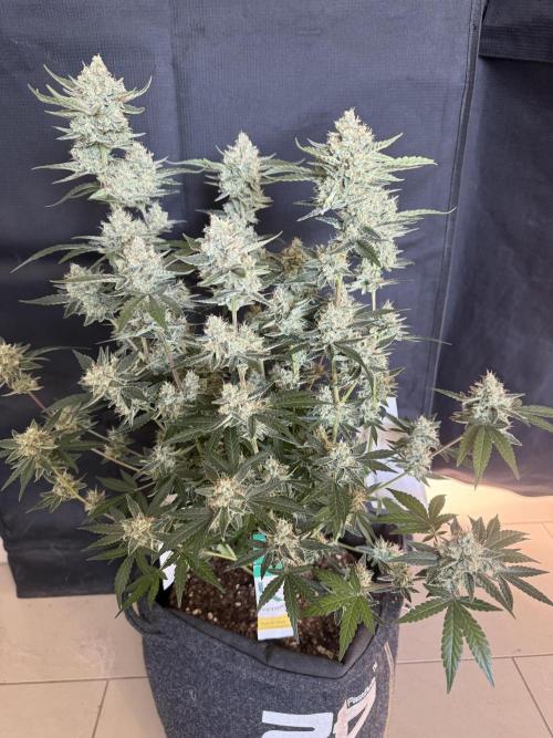 ❄️‼️F4. Week 9