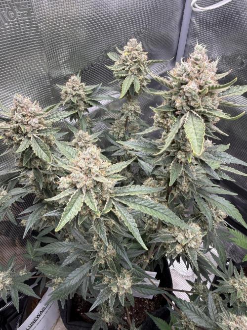 ❄️‼️F4. Week 10