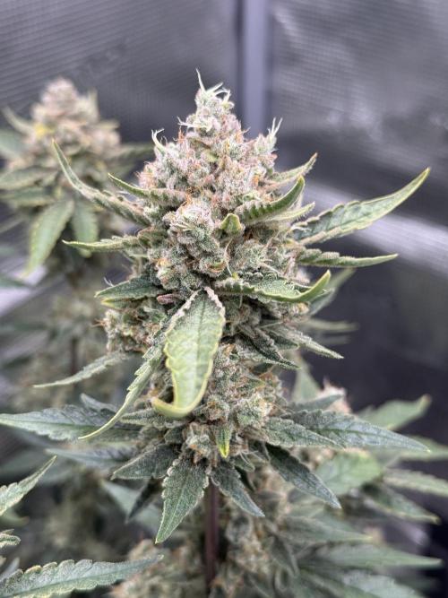 ❄️‼️F4. Week 10