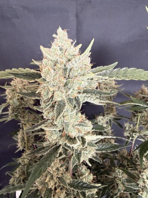 ❄️‼️F4. Week 10