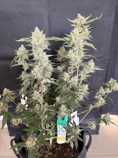❄️‼️F4. Week 10