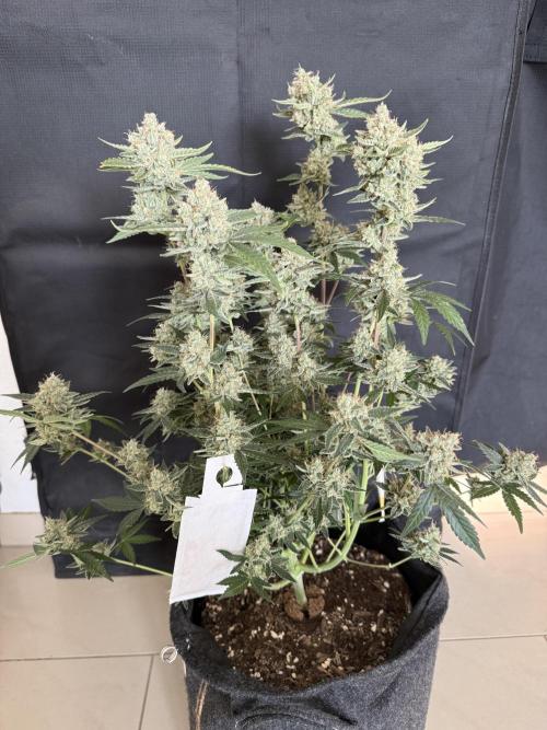 ❄️‼️F4. Week 10