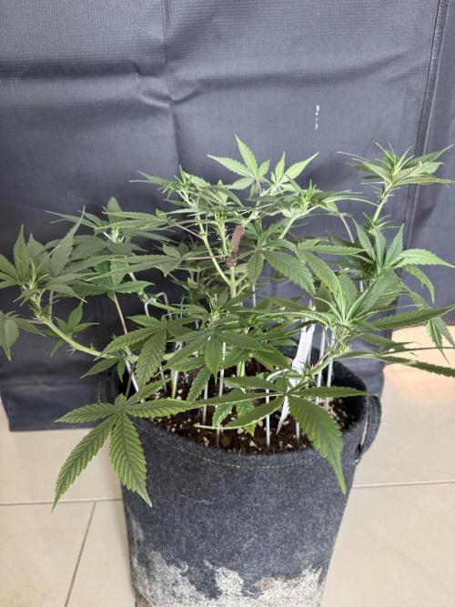 🍓🦍. Week 5
