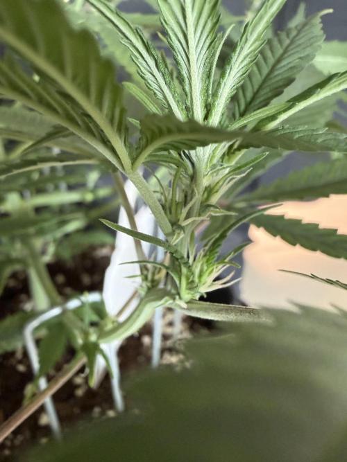 🍓🦍. Week 5