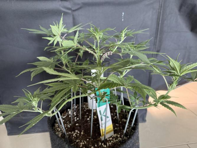 🍓🦍. Week 5