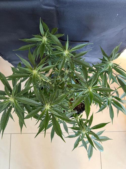 🍓🦍. Week 6
