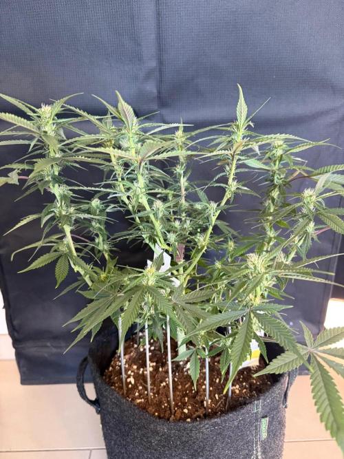 🍓🦍. Week 6
