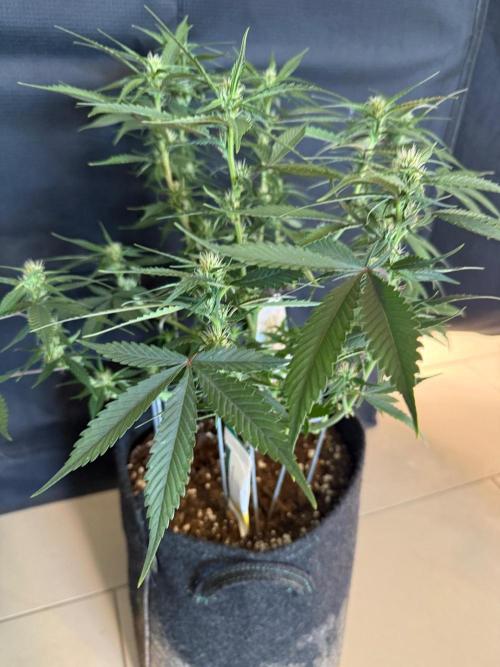 🍓🦍. Week 6