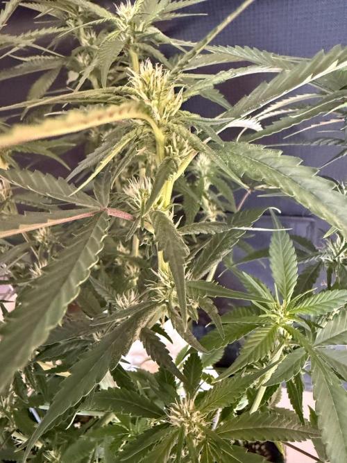 🍓🦍. Week 6