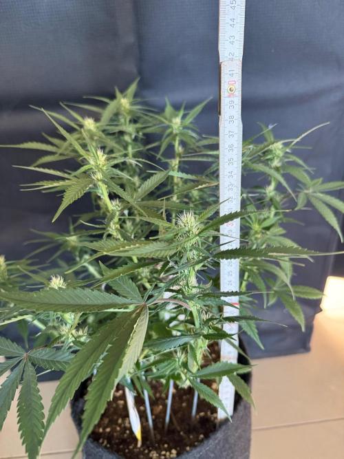 🍓🦍. Week 6
