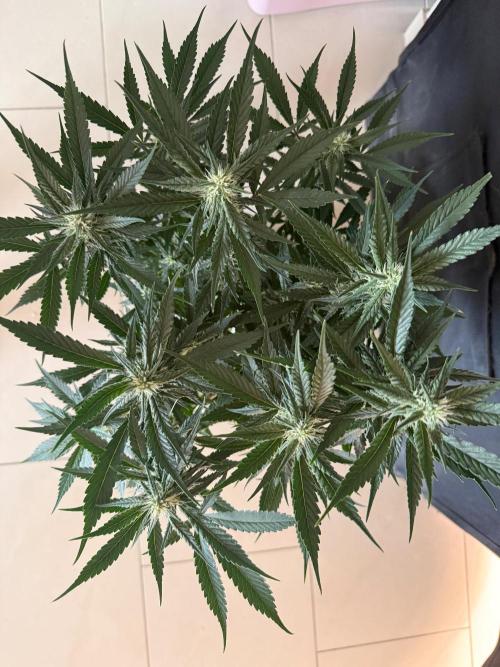 🍓🦍. Week 7