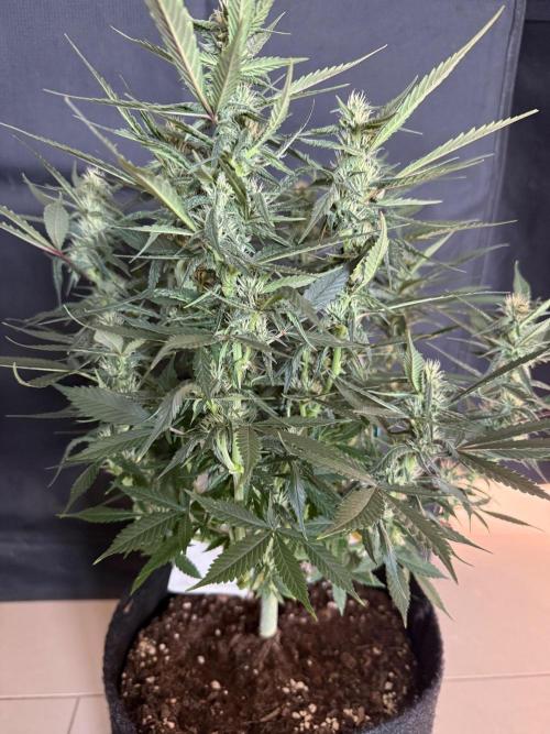 🍓🦍. Week 7