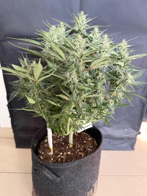 🍓🦍. Week 8