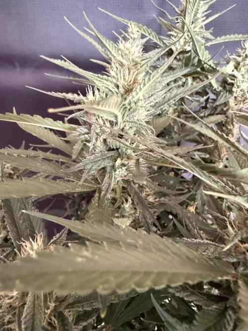 🍓🦍. Week 8