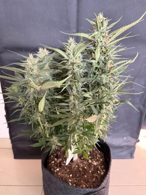🍓🦍. Week 8