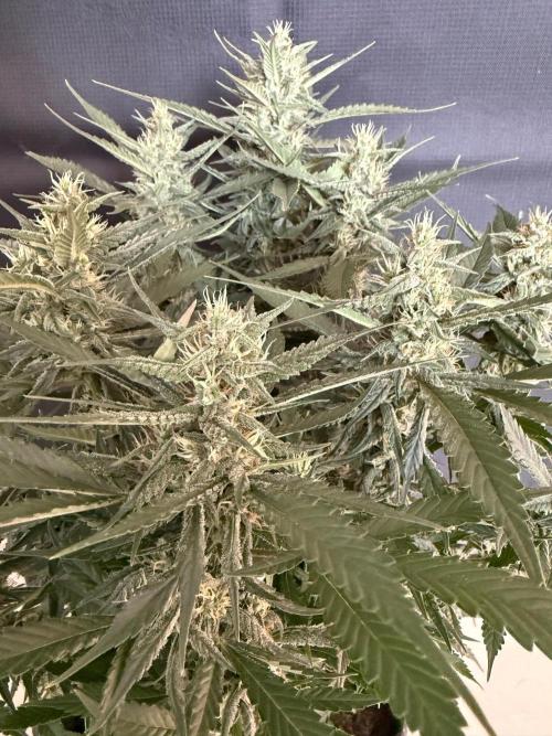 🍓🦍. Week 8