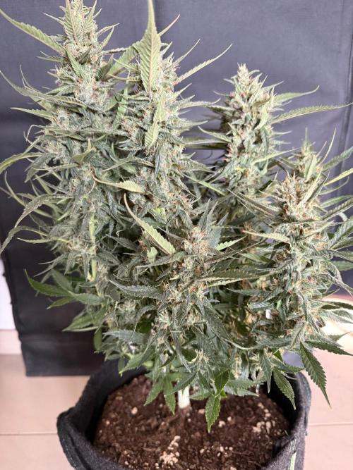 🍓🦍. Week 9