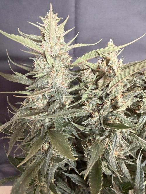 🍓🦍. Week 9