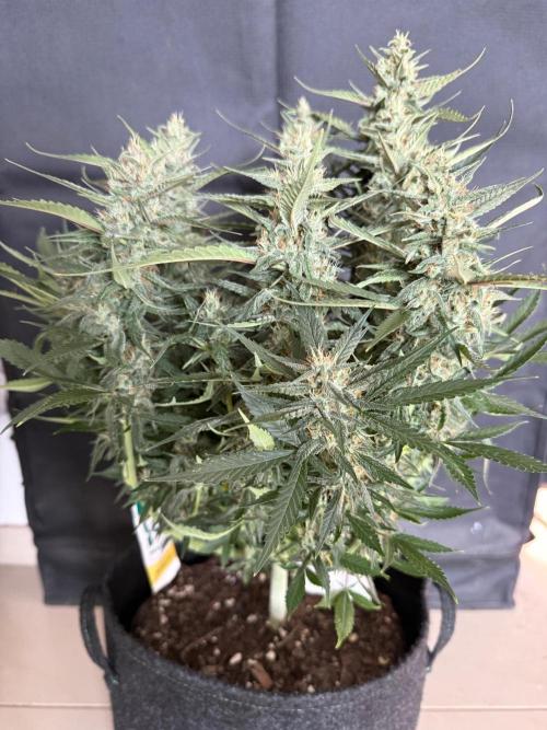 🍓🦍. Week 9