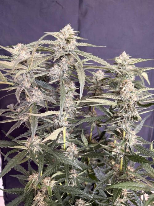 Ⓜ️❄️. Week 7
