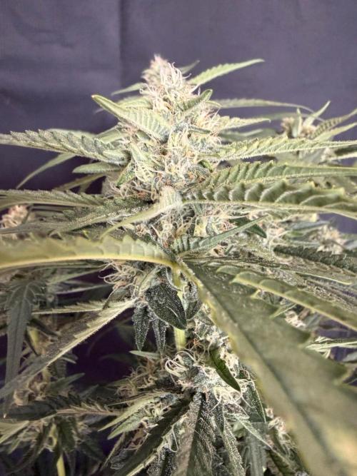 Ⓜ️❄️. Week 7
