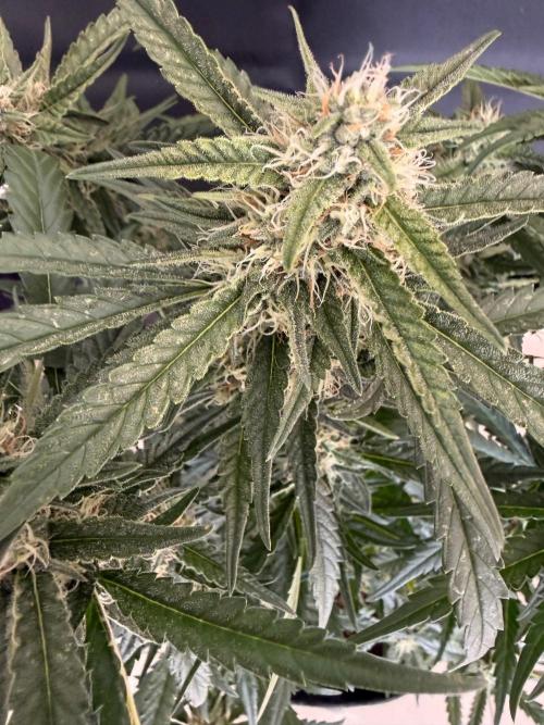 Ⓜ️❄️. Week 7